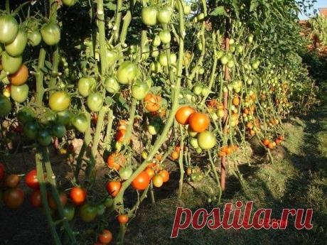 Сад и огород, оформление сада-огорода, фото. Секреты выращивания | Группы Мой Мир