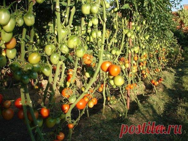 Сад и огород, оформление сада-огорода, фото. Секреты выращивания | Группы Мой Мир