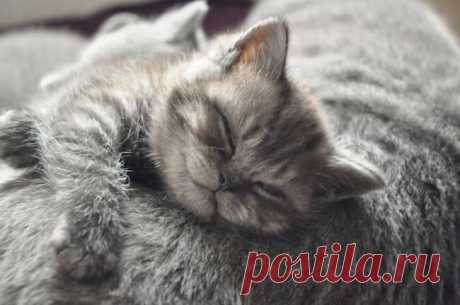 Мимишные котики с улыбкой;))