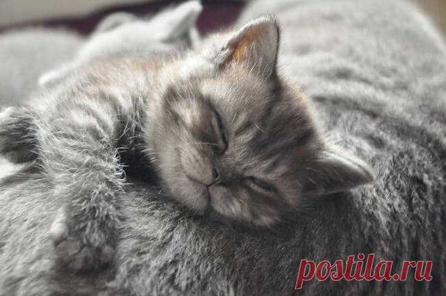 Мимишные котики с улыбкой;))