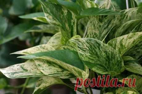 Сциндапсус золотистый: уход в домашних условиях, фото