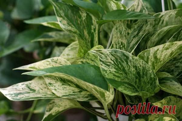 Сциндапсус золотистый: уход в домашних условиях, фото