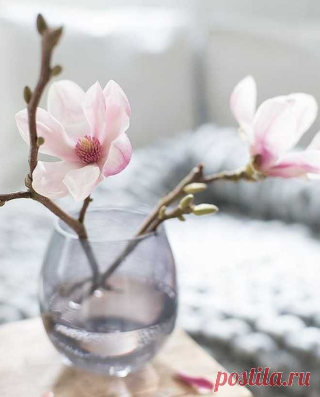 Морозы злятся, но не страшно это, 
Ведь скоро встрепенётся после сна, 
Предшественница ласкового лета, 
Влюблённая, цветущая весна...