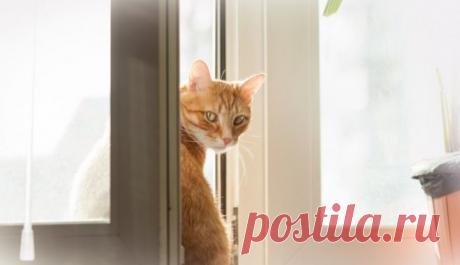 Варианты оформления окон без штор — Pro ремонт