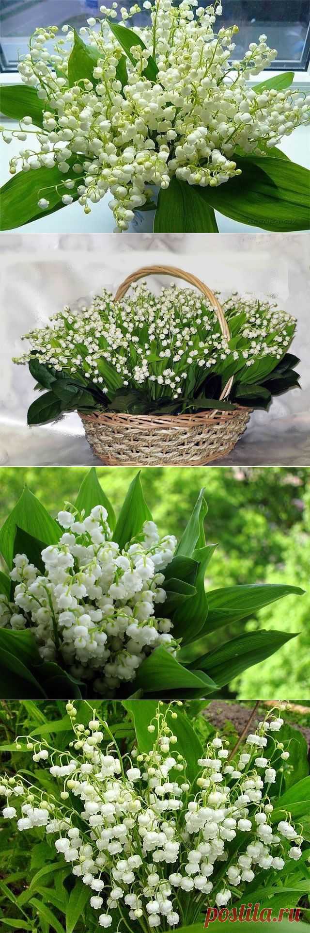 (56) Одноклассники