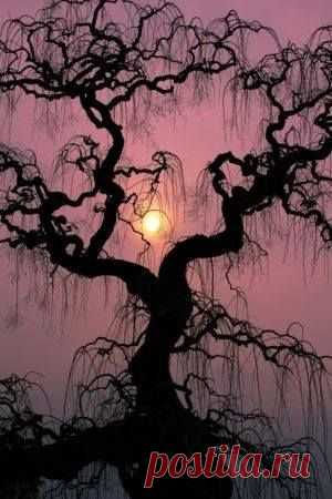 In nature... nothing is perfect and everything is perfect. Trees can be contorted, bent in weird ways, and they're still beautiful... ~Alice Walker | Luxury World Travel Ltd приколол(а) это к доске Places to Visit | Pinterst