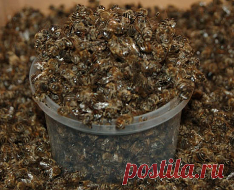 Пчелиный подмор: свойства, применение, рецепты, противопоказания