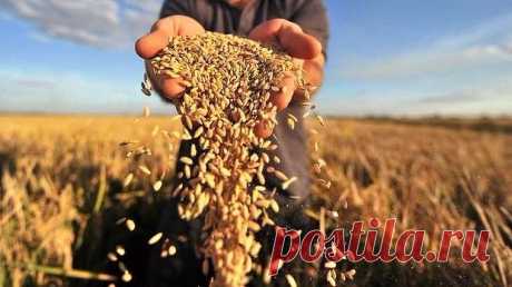 Что поможет увеличить урожайность: различные приметы и обряды — Дачный участок