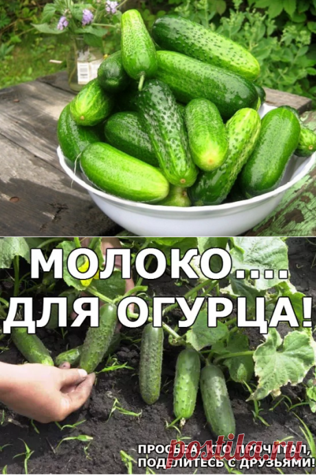 молоко для огурцов от тли.