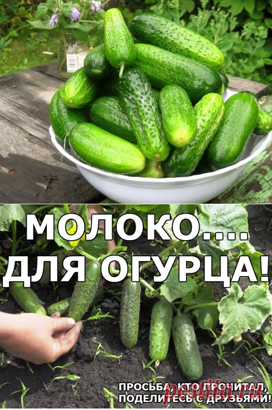 молоко для огурцов от тли.