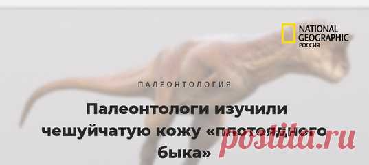 Рогатый, чешуйчатый, двуногий и хищный – знакомьтесь, карнотавр 🦖 Это – единственный в мире плотоядный динозавр, кожа которого сохранилась до наших дней (через 70 миллионов лет!). Целая куча кожи, если быть точными.