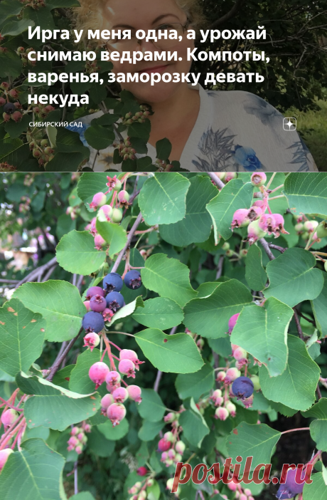 Ирга у меня одна, а урожай снимаю ведрами. Компоты, варенья, заморозку девать некуда | Сибирский сад | Яндекс Дзен
