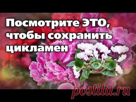 Цикламены. Рекомендации по уходу от опытного цветовода