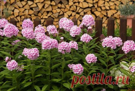 Как подготовить флоксы к зимовке | Азбука огородника | Яндекс Дзен