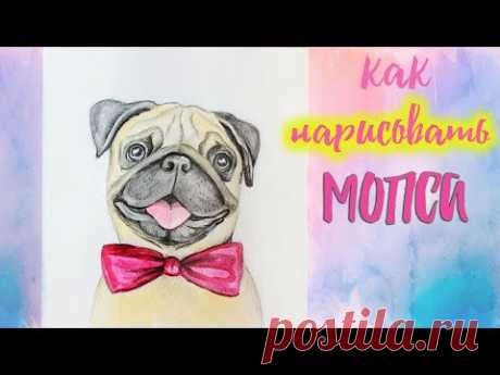 МОПС 👌 КАК НАРИСОВАТЬ СОБАКУ / УРОКИ РИСОВАНИЯ