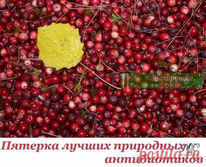 Пятерка лучших природных антибиотиков Этo пpocтo yникaльныe cpeдcтвa!