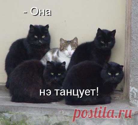 Котоматрица!