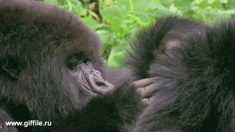 giffile.ru_gif_nature_439_thumb_500.gif (Изображение GIF, 500 × 280 пикселов)