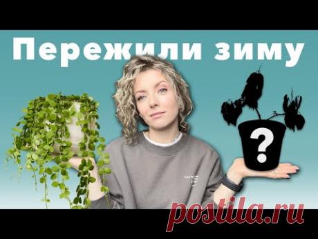 Мои комнатные растения после зимы » Быстрый обзор всей коллекции