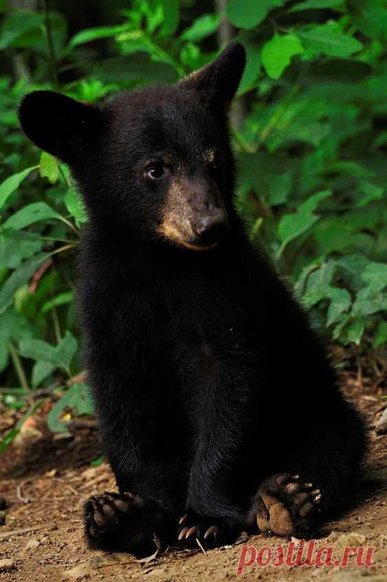 |So sweet this little black bear cub-but so dangerous! do not feed!