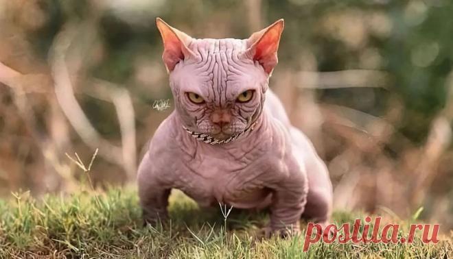 Кошки-бульдоги породы Bully Cat стали звёздами соцсетей, но зооактивисты против