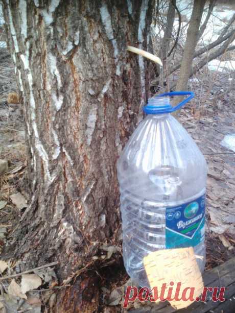 Нехитрое приспособления для сбора березового сока