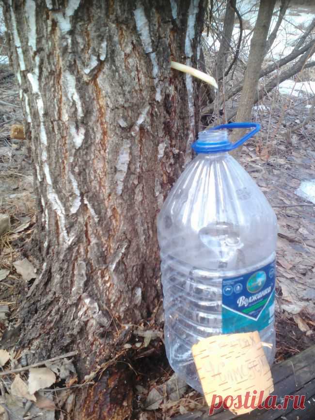 Нехитрое приспособления для сбора березового сока
