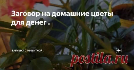 Заговор на домашние цветы для денег .   Но редко кто знает , что  цветы могут  помочь вам  в материальном положении , что они могут  приманивать деньги в дом. 
Я не  имею ввиду всем известное денежное дерево или долларовое.
А самые обычные , что  вы имеете в наличии. 
 И как это они могут помочь ? - могут у меня спросить . Отвечу  - просто . 
Вам достаточно  их  заговорить . 
Заговаривают каждый цветочный  горшок или один  решаете сами.  

И так , вам надо  взяв  целлофано...