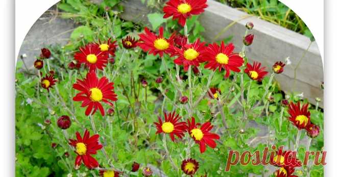 Осенние работы в цветнике луковичные цветы, многолетники,  садовые цвет,как правильно вырастить сохранить цветы