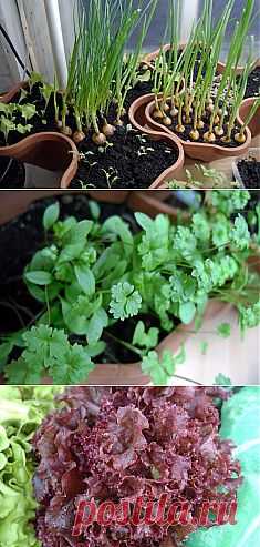 5 видов зелени, которые легко вырастить на подоконнике / Домашние растения / 7dach.ru