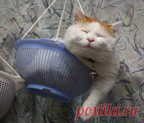 Кот в отпуске (29 фото)..Прелесть,а не котька!!!)))