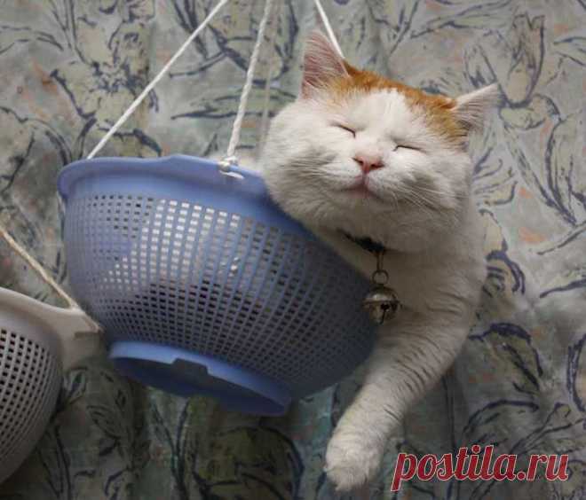 Кот в отпуске (29 фото)..Прелесть,а не котька!!!)))