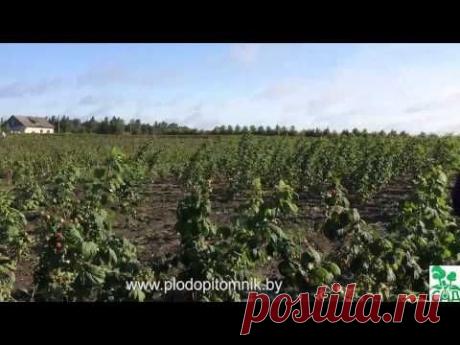 Малина и малина ремонтантная сорта Бриллиантовая, Полка, Рубиновое ожерелье и др.