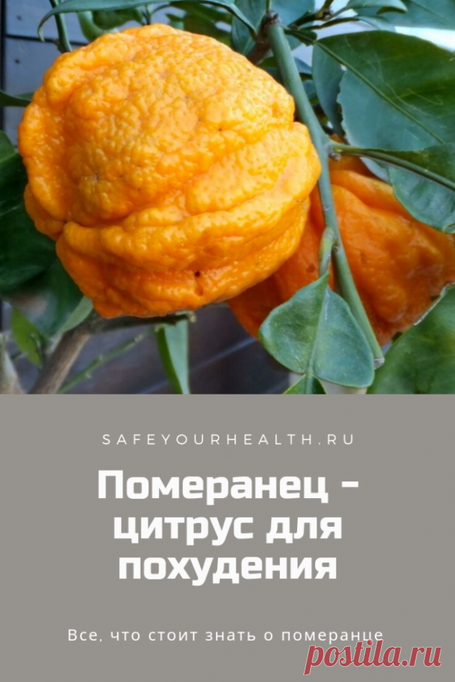Померанец: полезные свойства, применение, различные формы
Что такое померанец? В каком виде используется и какие его части применяются в косметологии, медицине, диетологии и кулинарии? Полезные свойства и противопоказания, отзывы.
