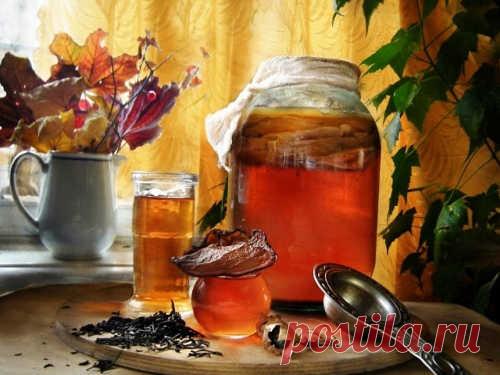 Свойства чайного гриба