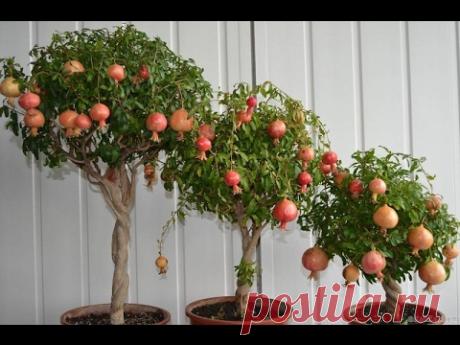 КАК вырастить ГРАНАТ из косточек в домашних условиях - YouTube