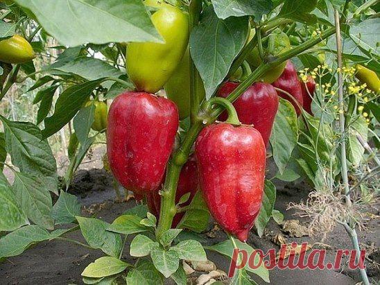 как получить большоц и ранний урожай сладкого перца