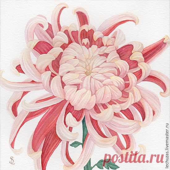 Акварель Коралловая хризантема. Серия Хризантемы. Рис.4 Купить или заказать Акварель Коралловая хризантема. Серия Хризантемы. Рис.4 в интернет-магазине на Ярмарке Мастеров. Картина входит в композицию из четырех рисунков, выполнена на заказ на бумаге Canson (100% хлопок) плотностью 300 г/м2. На заказ может быть написана картина 'по мотивам', в нужном вам размере. В этом случае стоимость оговаривается отдельно (для размера 17х17 см 5000 р.