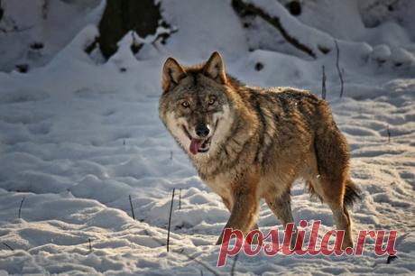 Фото Идущий по сугробу волк, с высунутыми языком и довольной мордой, страница