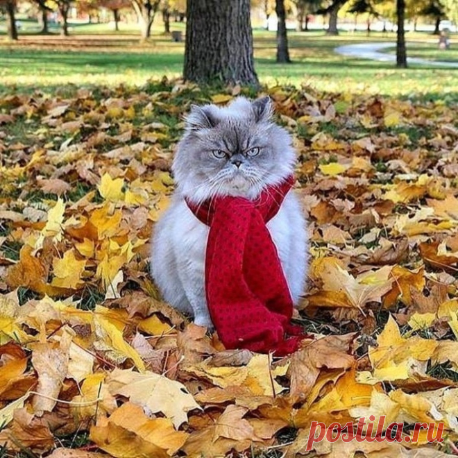 (6) Мой Мир@Mail.Ru