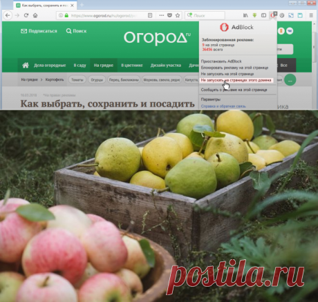 Как сохранить яблоки и груши свежими до нового урожая | В саду (Огород.ru)