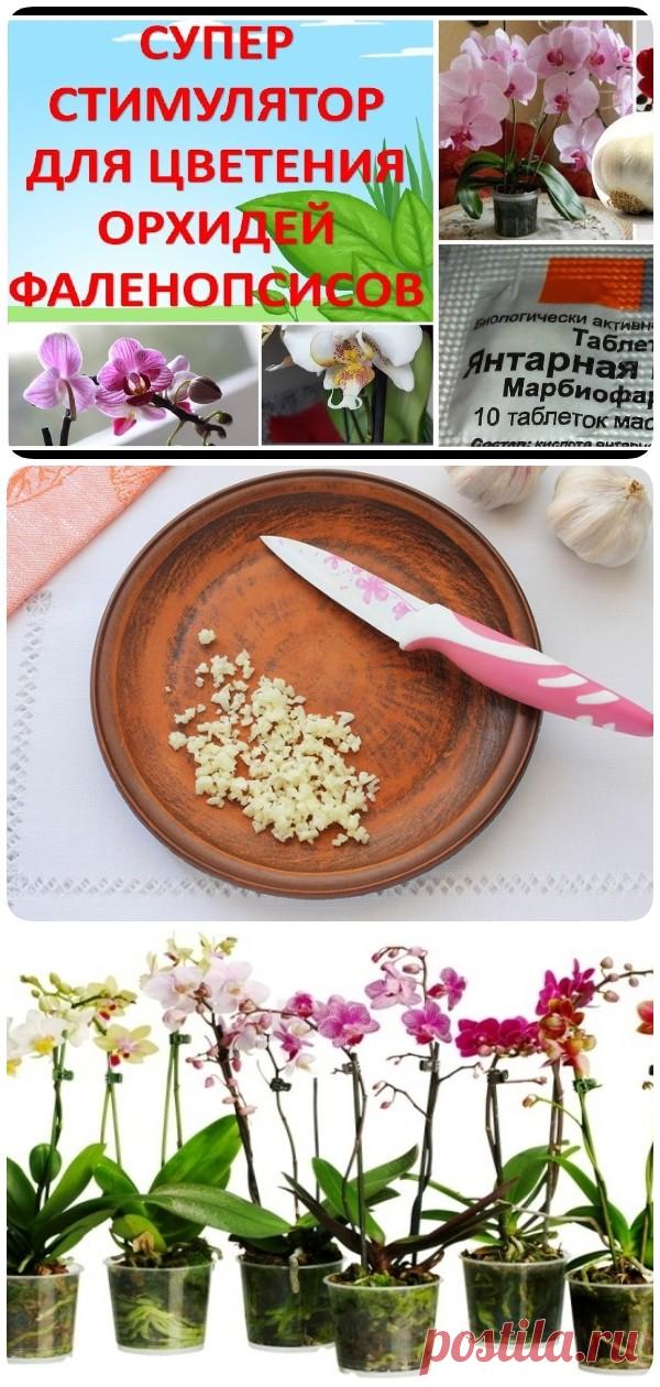 Чеснок — спасение для орхидей! Через месяц мой фаленопсис выпустил несколько... - interesno.win