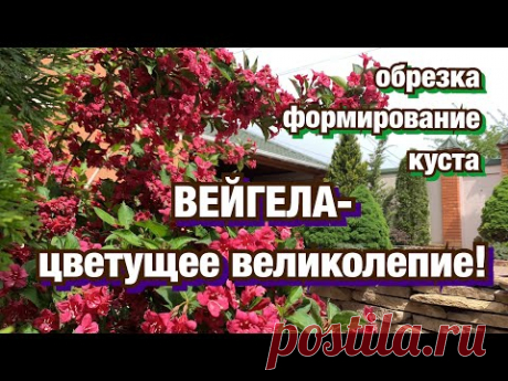 ВЕЙГЕЛА -цветущее великолепие! Обрезка и формирование куста