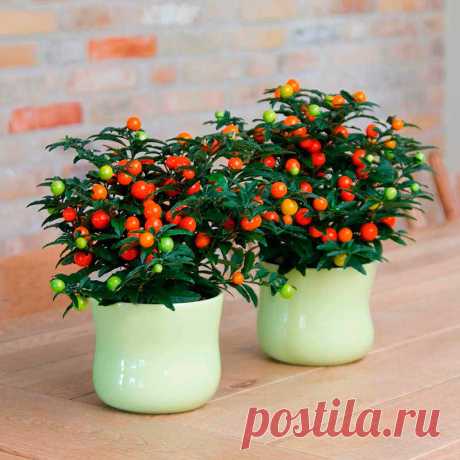 Комнатное растение Паслен (Solanum). Среди представителей этой группы (более 1700 видов) немало растений, способных украсить вашу комнату. Например, паслен ложноперечный (S.pseudocapsicum). В домашних условиях это компактный куст высотой 40-60 см. После опадания цветов и листьев необходимо проводить обрезку. Цветение происходит в конце весны или начале лета, после чего образуются зеленые ягоды, позже приобретающие желтую или ярко-оранжевую окраску.