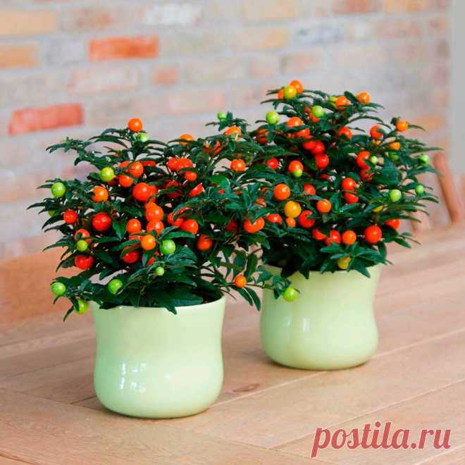 Комнатное растение Паслен (Solanum). Среди представителей этой группы (более 1700 видов) немало растений, способных украсить вашу комнату. Например, паслен ложноперечный (S.pseudocapsicum). В домашних условиях это компактный куст высотой 40-60 см. После опадания цветов и листьев необходимо проводить обрезку. Цветение происходит в конце весны или начале лета, после чего образуются зеленые ягоды, позже приобретающие желтую или ярко-оранжевую окраску.