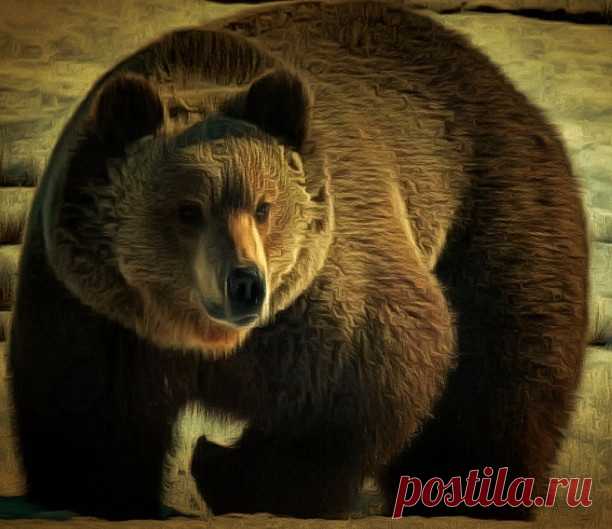 Бурые медведи японского полуострова Сиретоко стали причиной нарушения роста и развития искусственных хвойных лесов