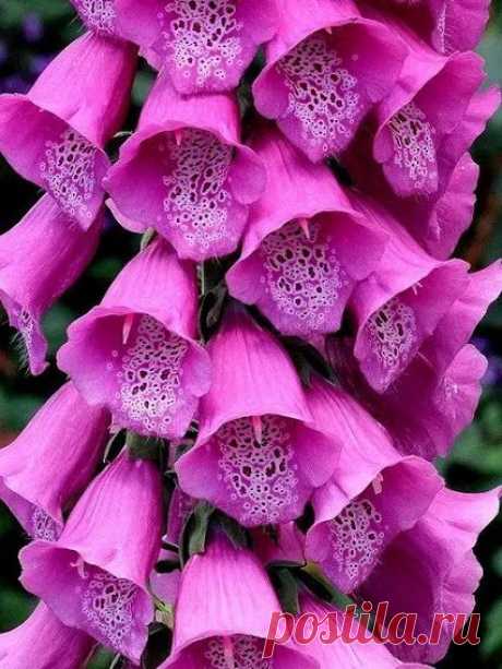 ღ✿Цветоводы✿ღ – Сообщество – Google+