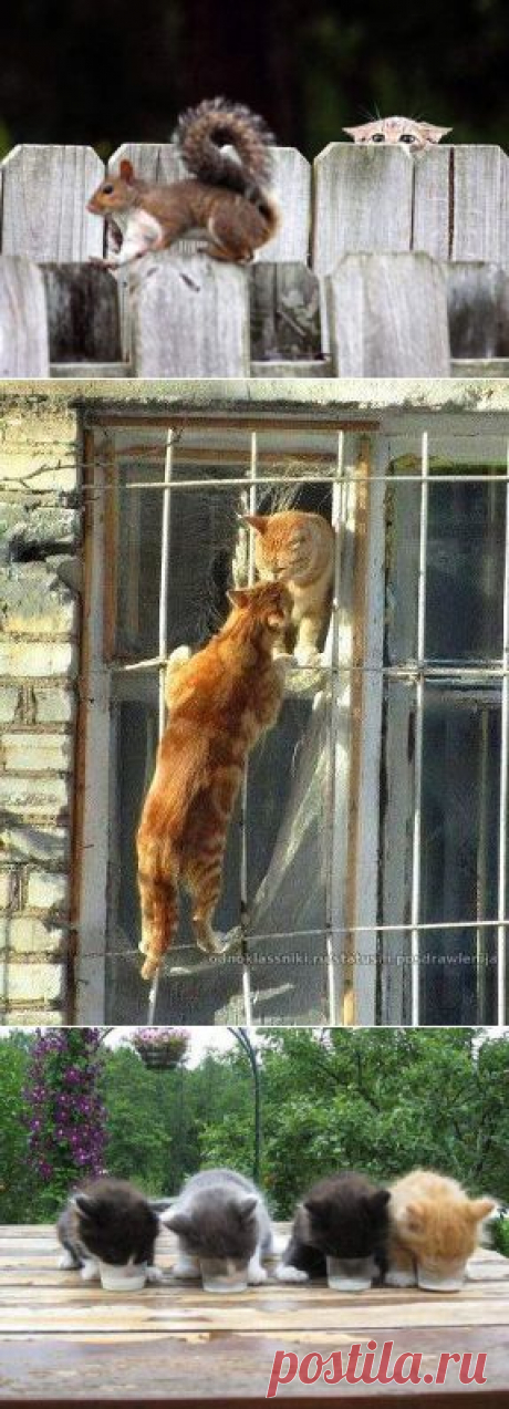 Одноклассники