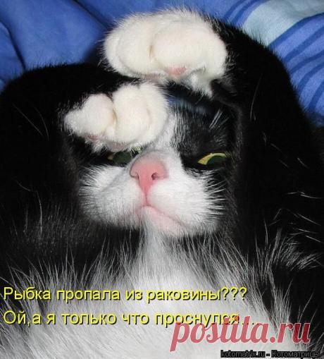 ЛЕСёна — «котоматрица» на Яндекс.Фотках