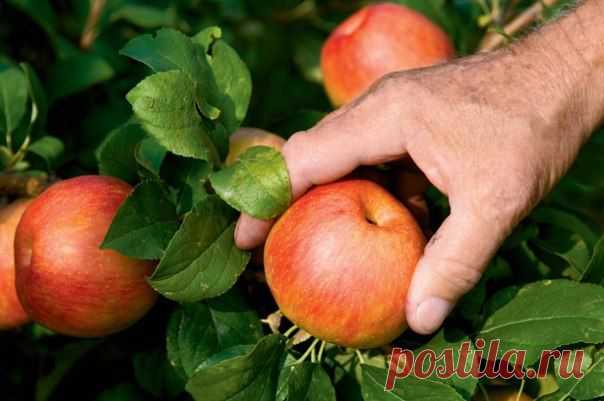 10 Fun Facts About Apples

Here are 10 interesting facts you probably didn’t know about apples, the quintessential American fruit (after all, the phrase isn’t “as American as pumpkin pie…”):

1. More than 2,500 varieties of apples are grown in the United States, but only the crabapple is native to North America.
Показать полностью..